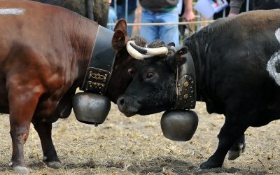 Finale Batailles de reines